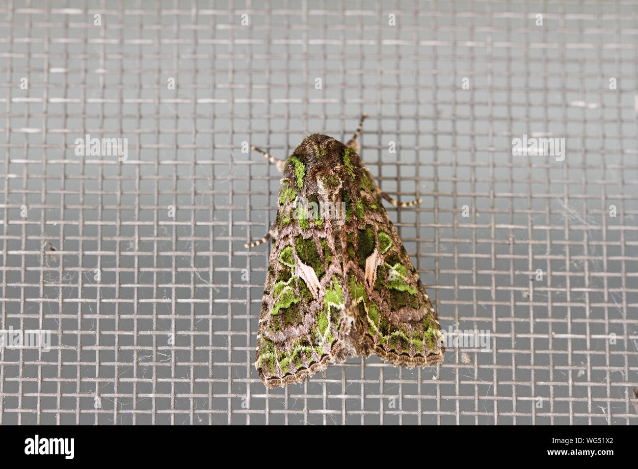 orache moth Latin trachea atriplicis a type of noctuid moth at rest on a screen in central Italy a continental moth rarely seen in mainland Britain Stock Photo