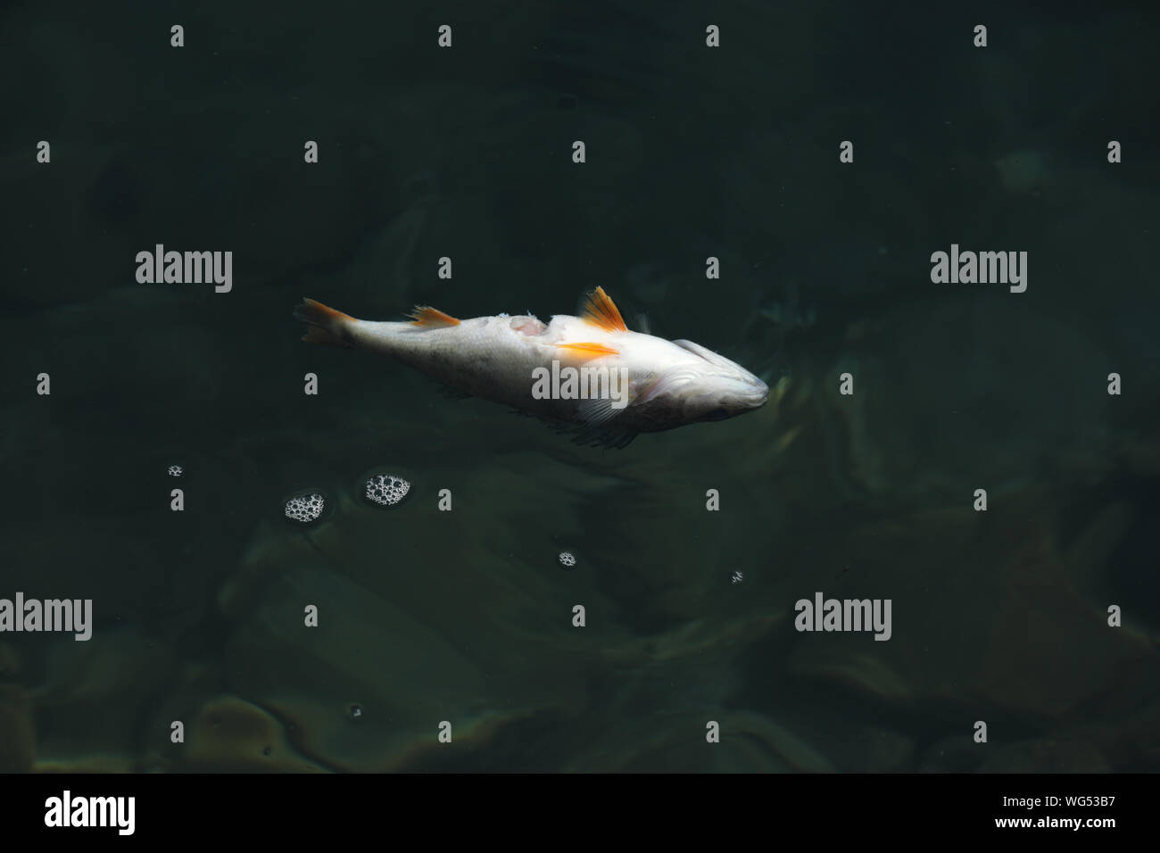 Dead fish floating in the water Stock Photo Alamy
