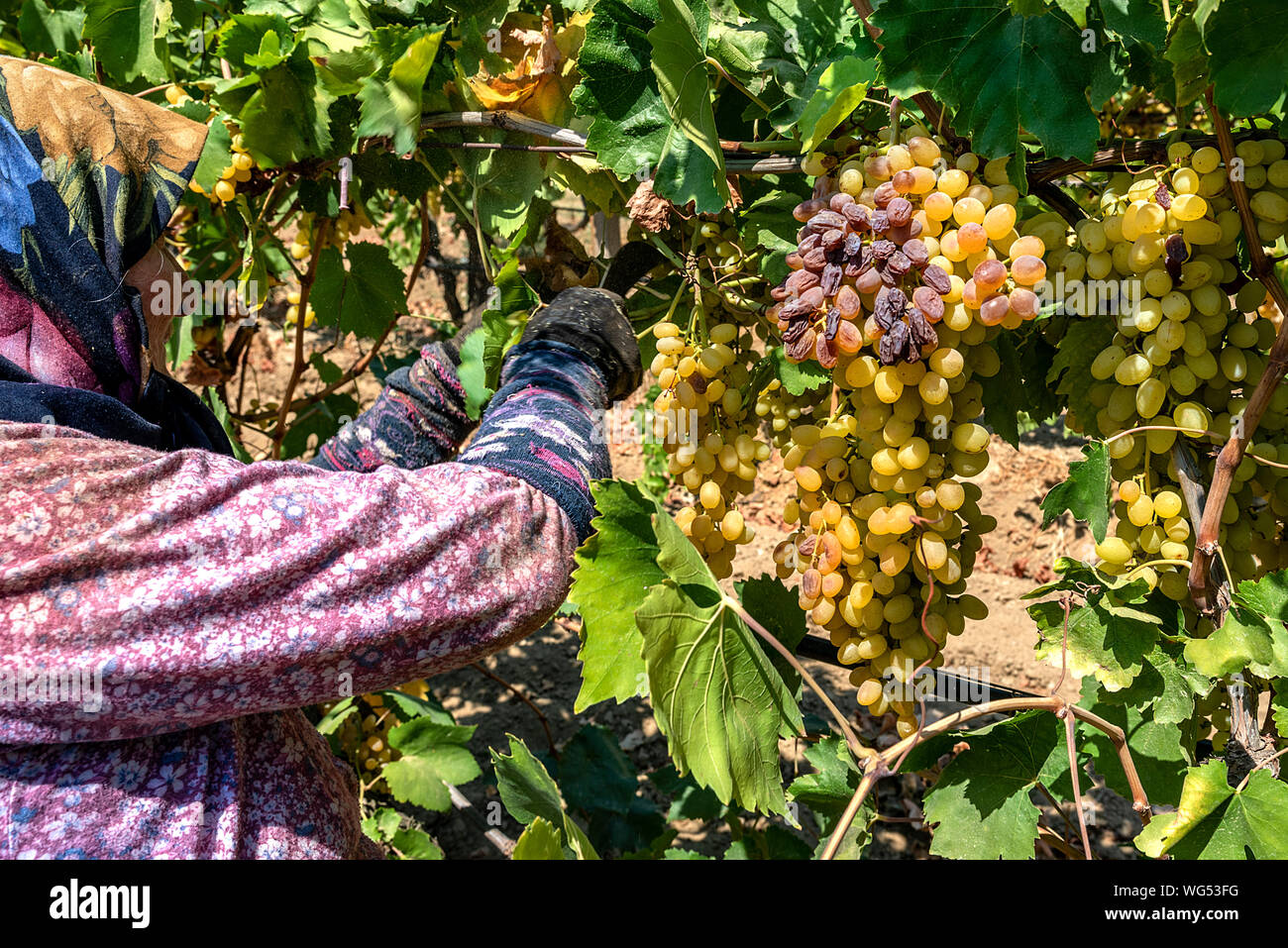 Grape picking and laying process for making raisins Stock Photo Alamy