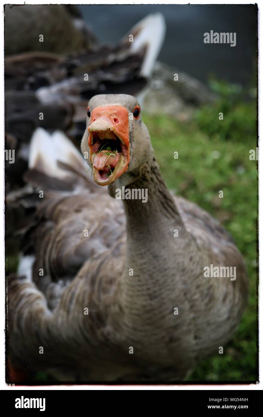 Why Is My Dog Honking Like A Goose