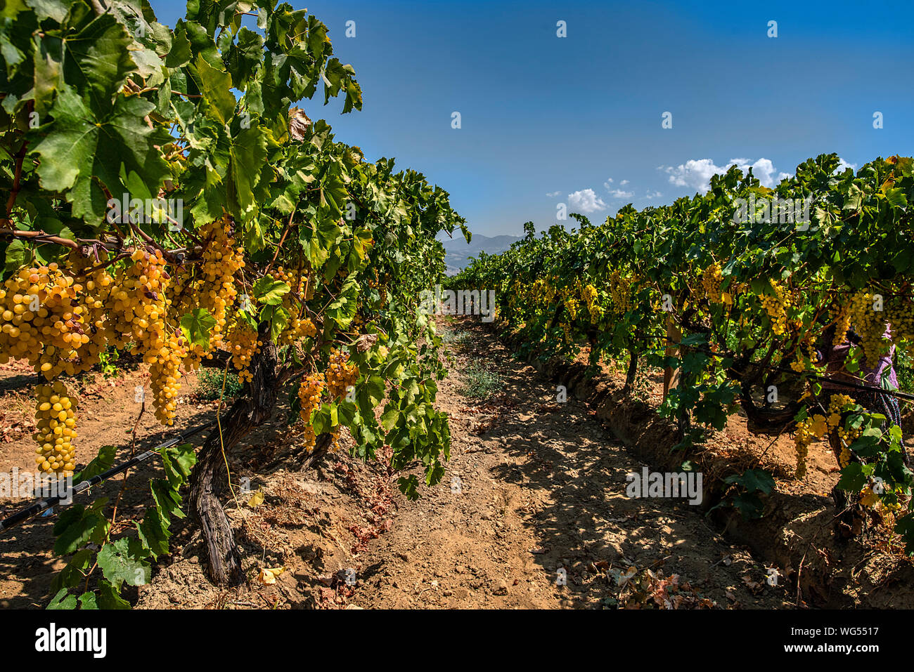 Grape picking and laying process for making raisins Stock Photo Alamy