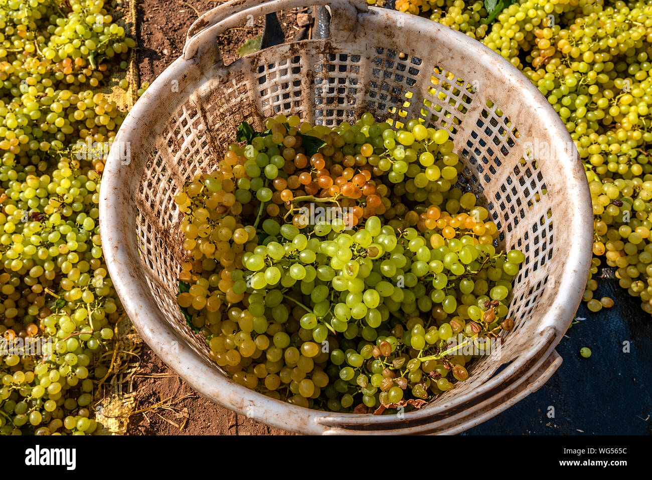 Grape picking and laying process for making raisins Stock Photo Alamy