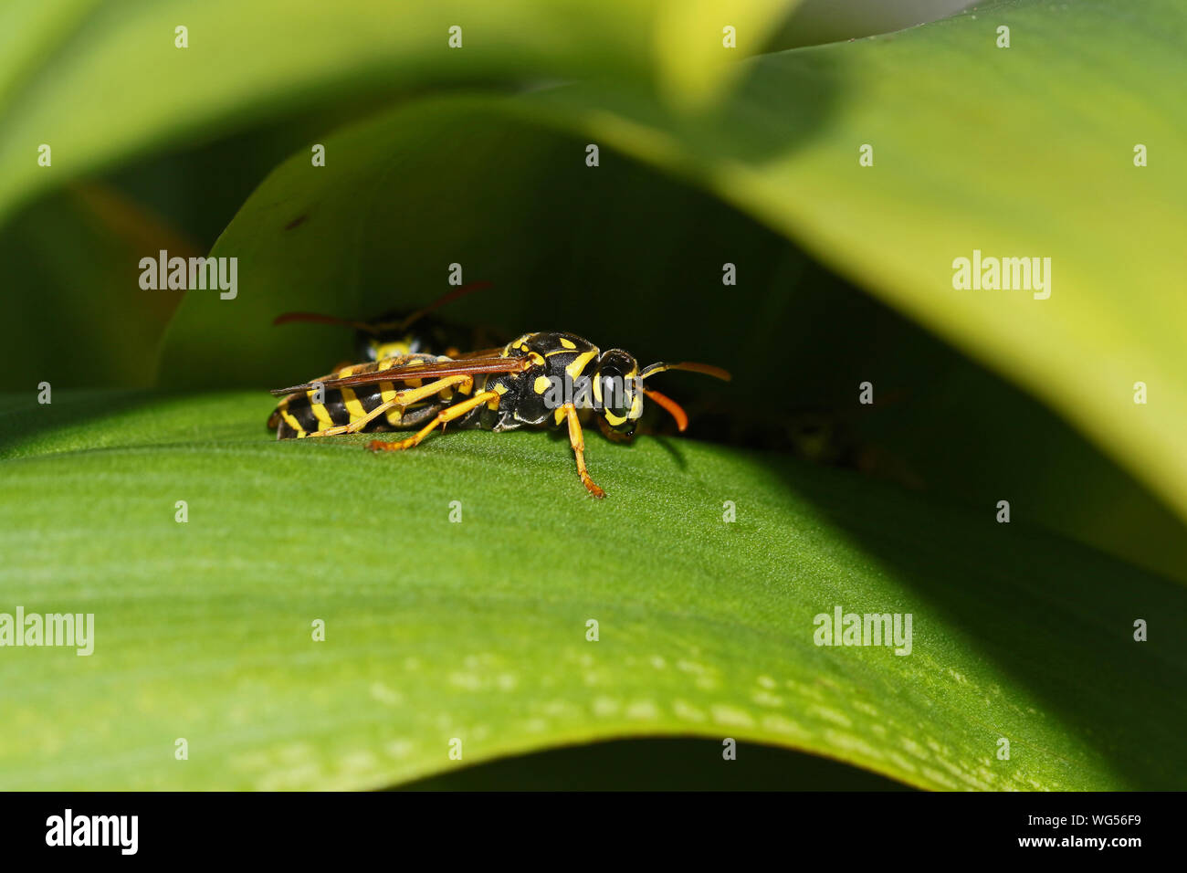 Tree wasp or paper wasp very close up sheltering from the heat Latin polistes dominulus or gallicus like dolichovespula sylvestris on a calla lily Stock Photo