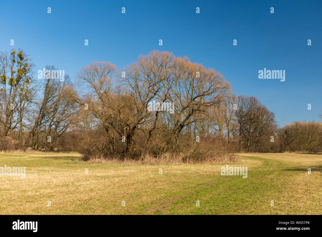early springtime meadow with deciduous tree and clear sky in CHKO Poodri in Czech republic Stock Photo