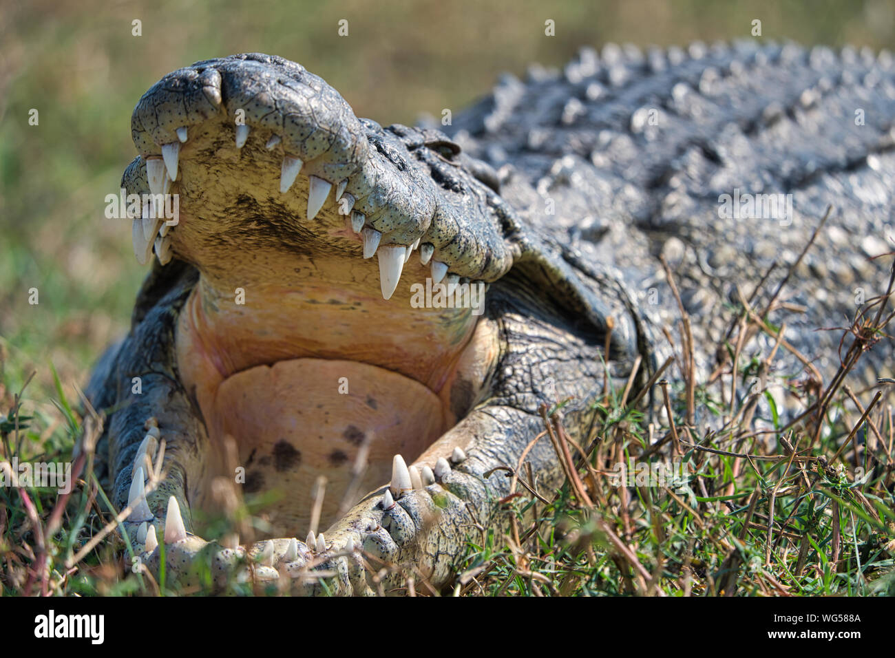 Crocodile in the wild, Chobe national park, Africa Stock Photo