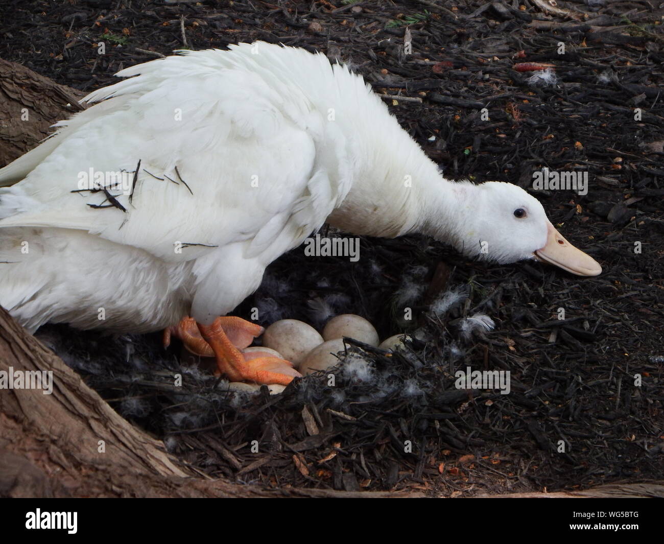 Duck egg hatching hires stock photography and images Alamy
