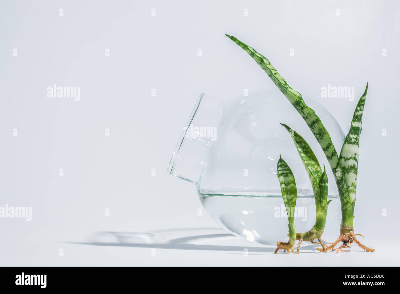 live plants in fish bowl
