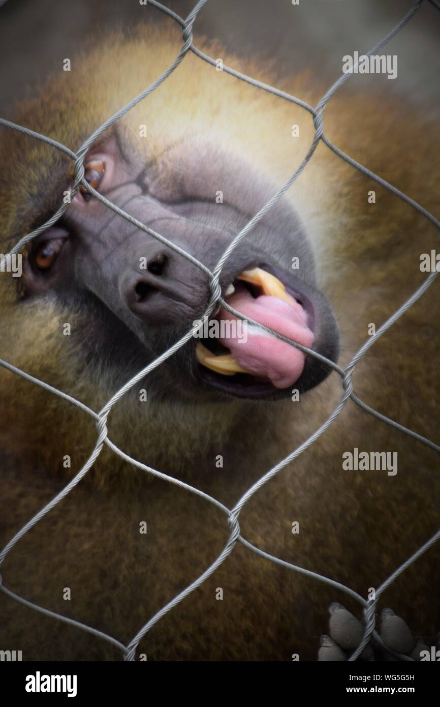 Monkey sticking out tongue hi-res stock photography and images - Alamy