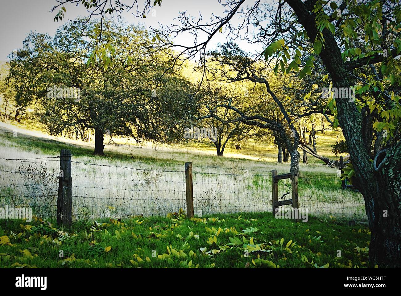 Oak Trees By Fence On Grassy Field At Old Borges Ranch Stock Photo