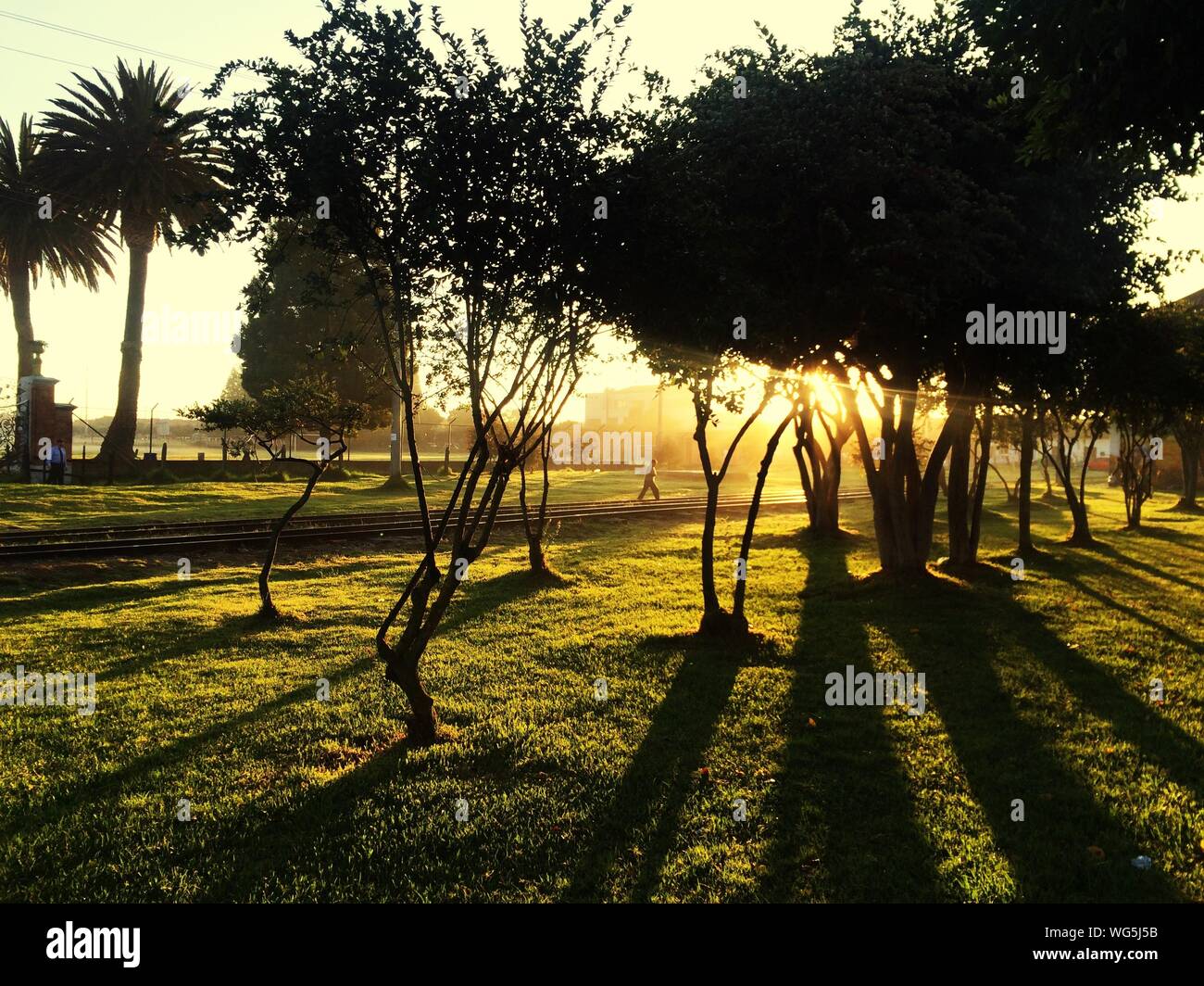 Grass And Silhouette Trees In Park At Sunrise Stock Photo
