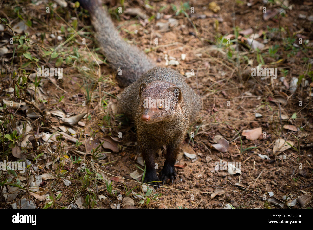 High Angle View Of Small Mammal Stock Photo