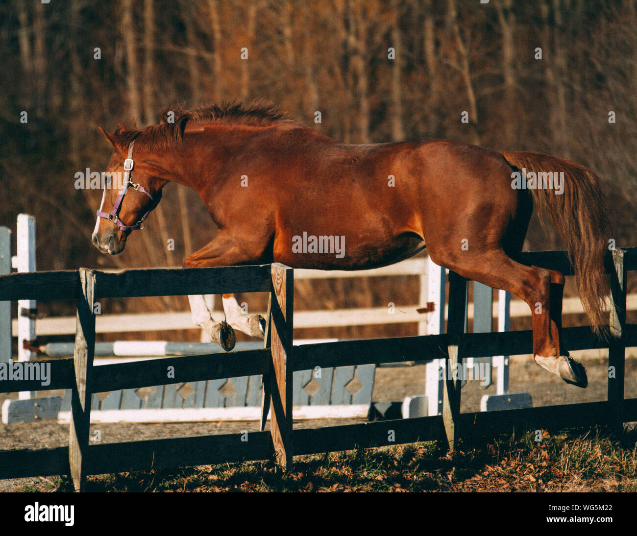 Animal fence jumping hi-res stock photography and images - Alamy
