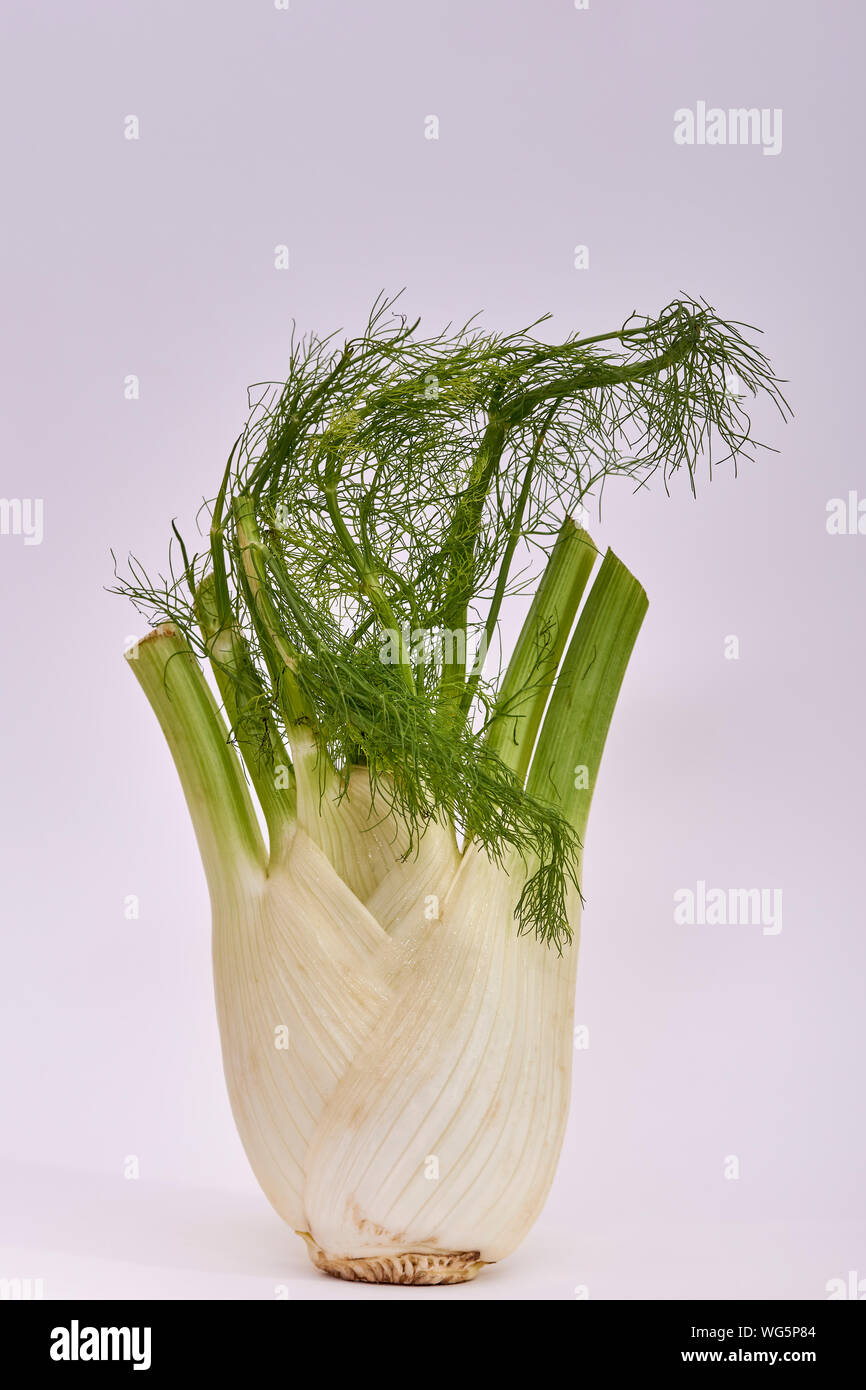 Single Fennel bulb on a white background Stock Photo