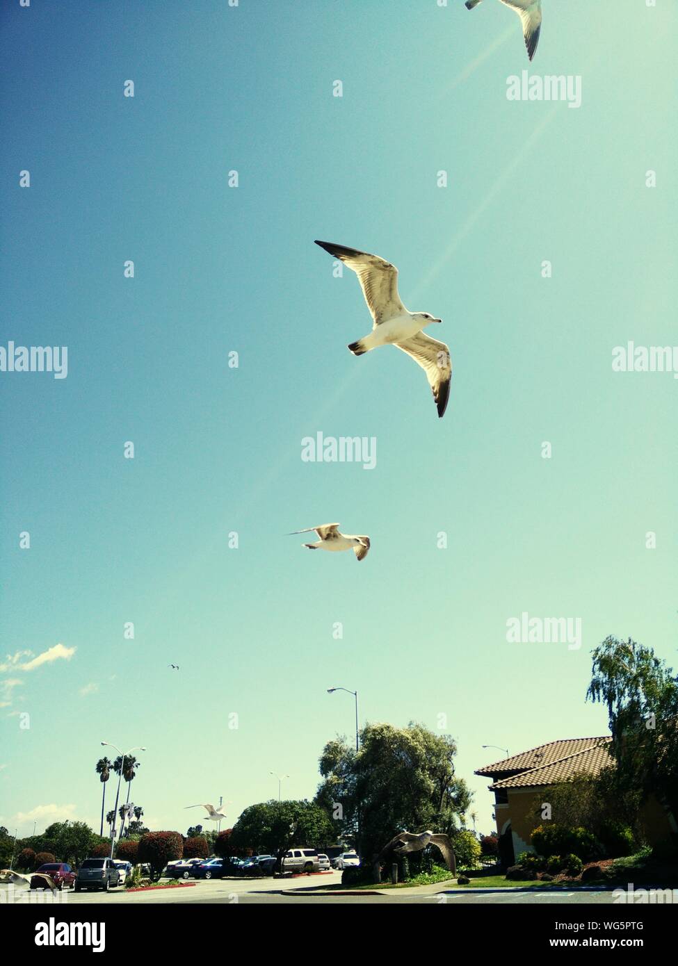 Low Angle View Of Seagull Flying Against Blue Sky Stock Photo