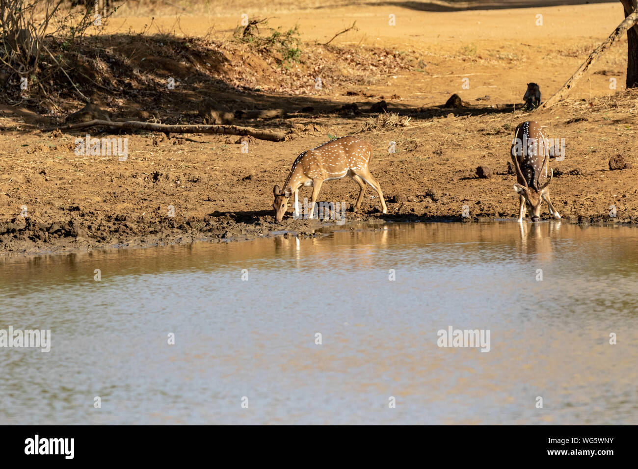 Antelopes at a waterhole while drinking Stock Photo