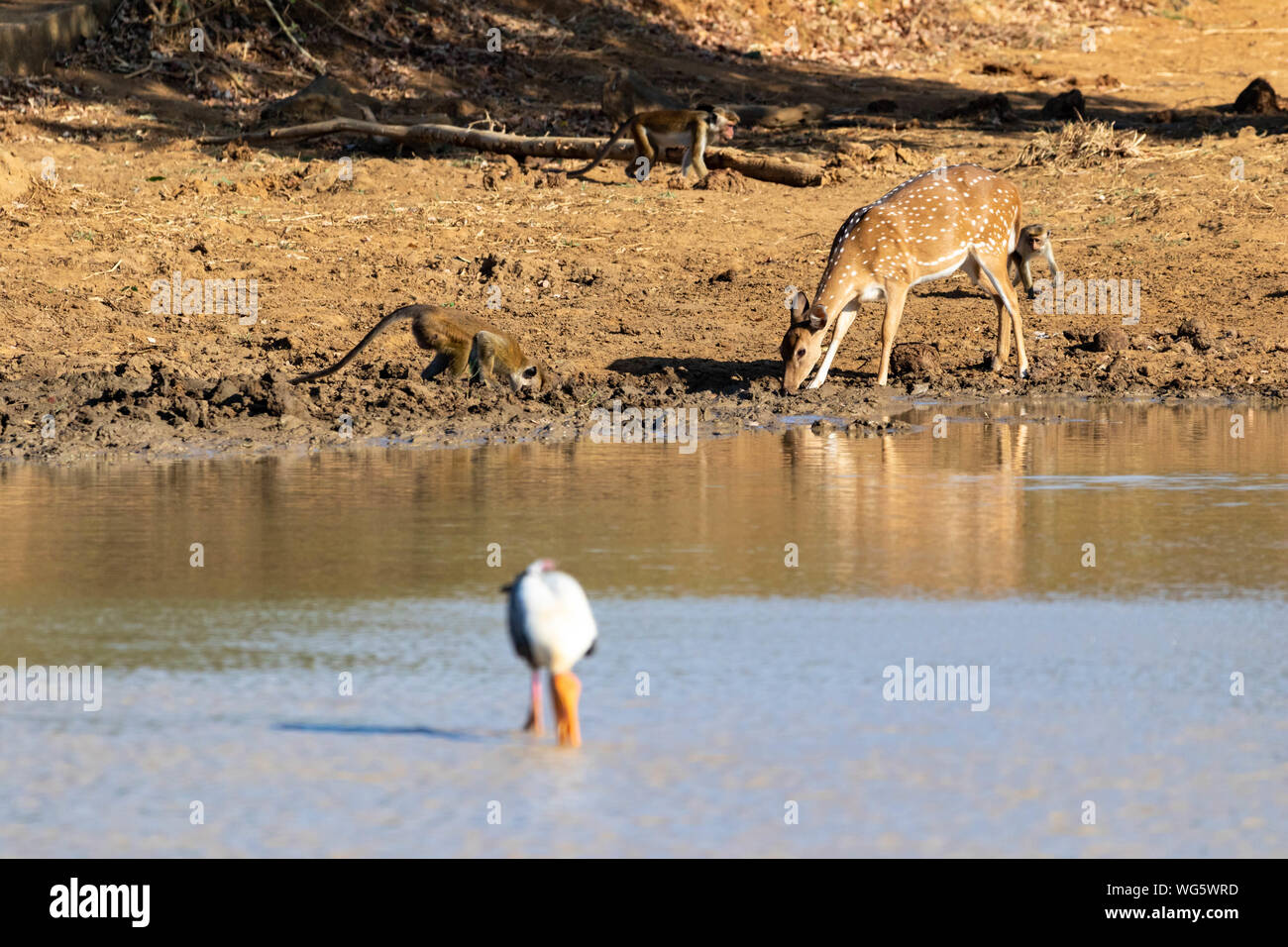 Antelopes at a waterhole while drinking Stock Photo