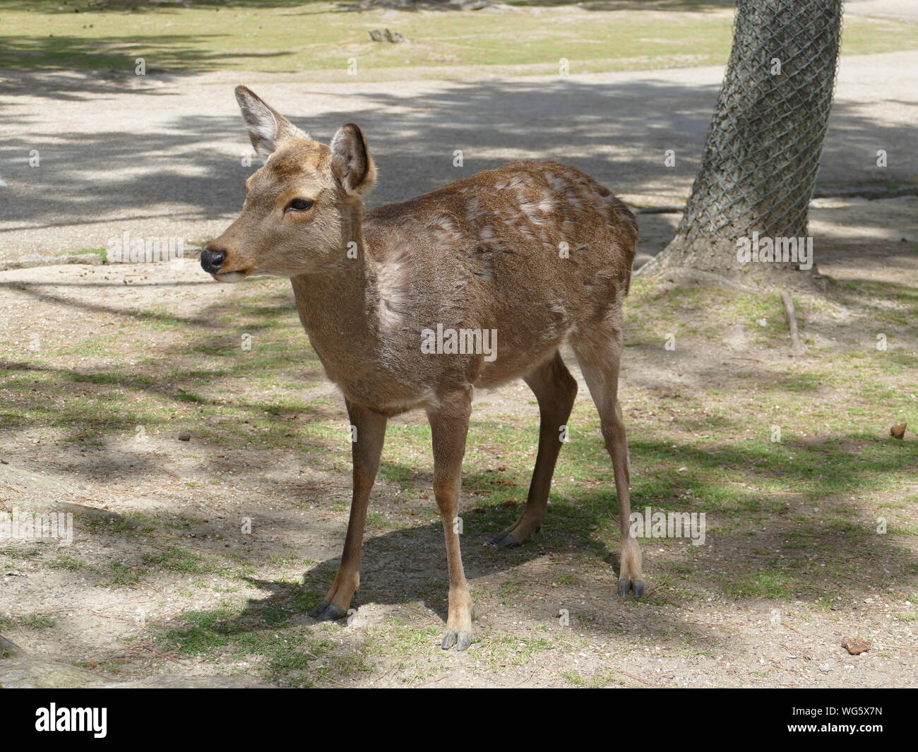 Deer in Nara Park, Nara, Japan Stock Photo