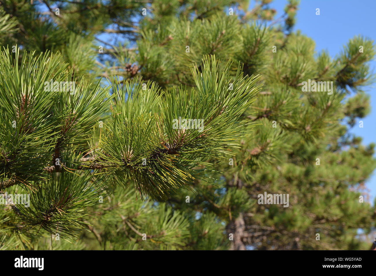 Close up of European 'Pinus ponderosa' western yellow pine tree in North Netherlands Stock Photo