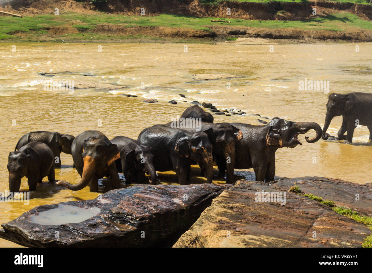 Medium Group Of Elephants Stock Photo