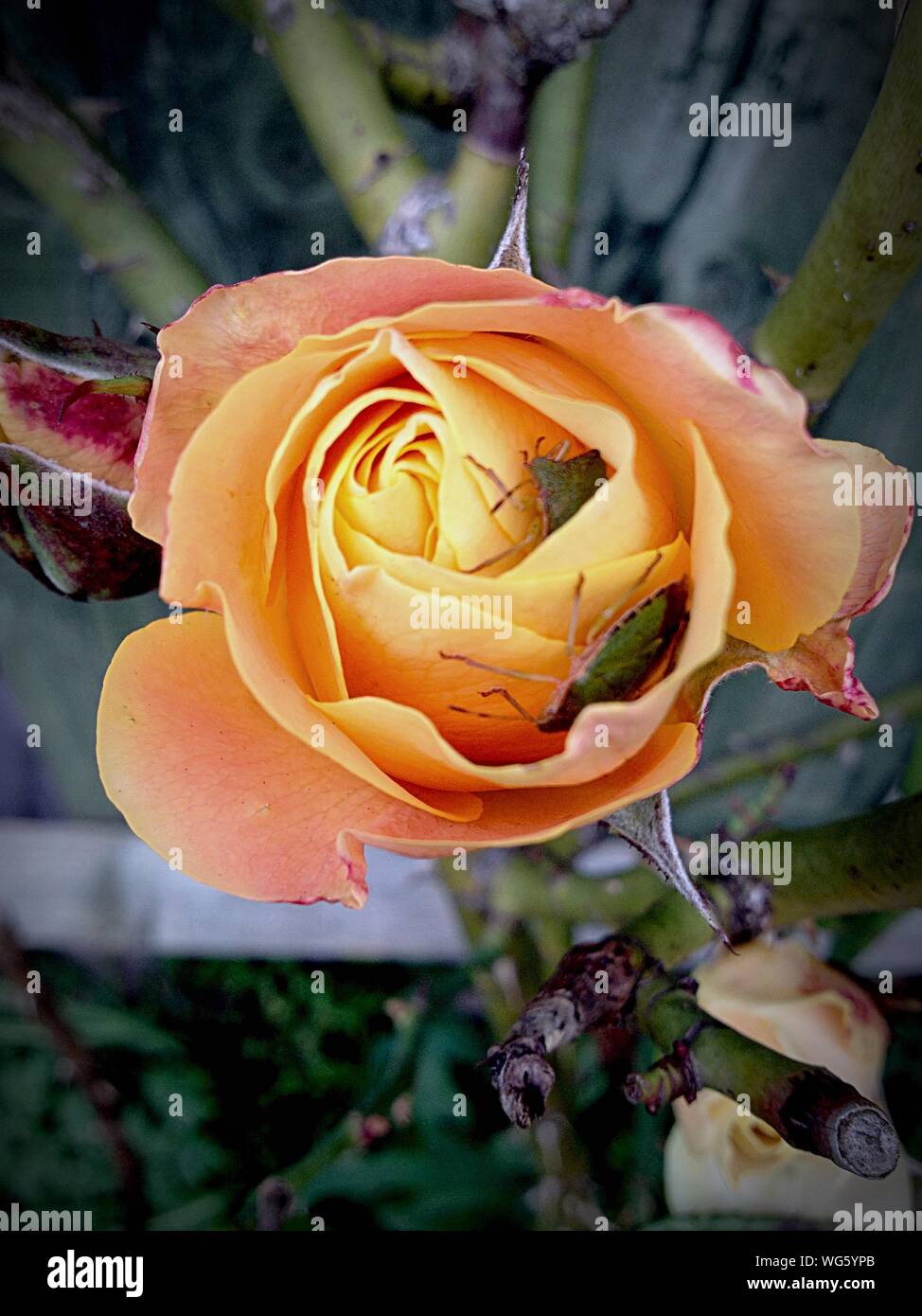 Rose Insects High Resolution Stock Photography and Images - Alamy