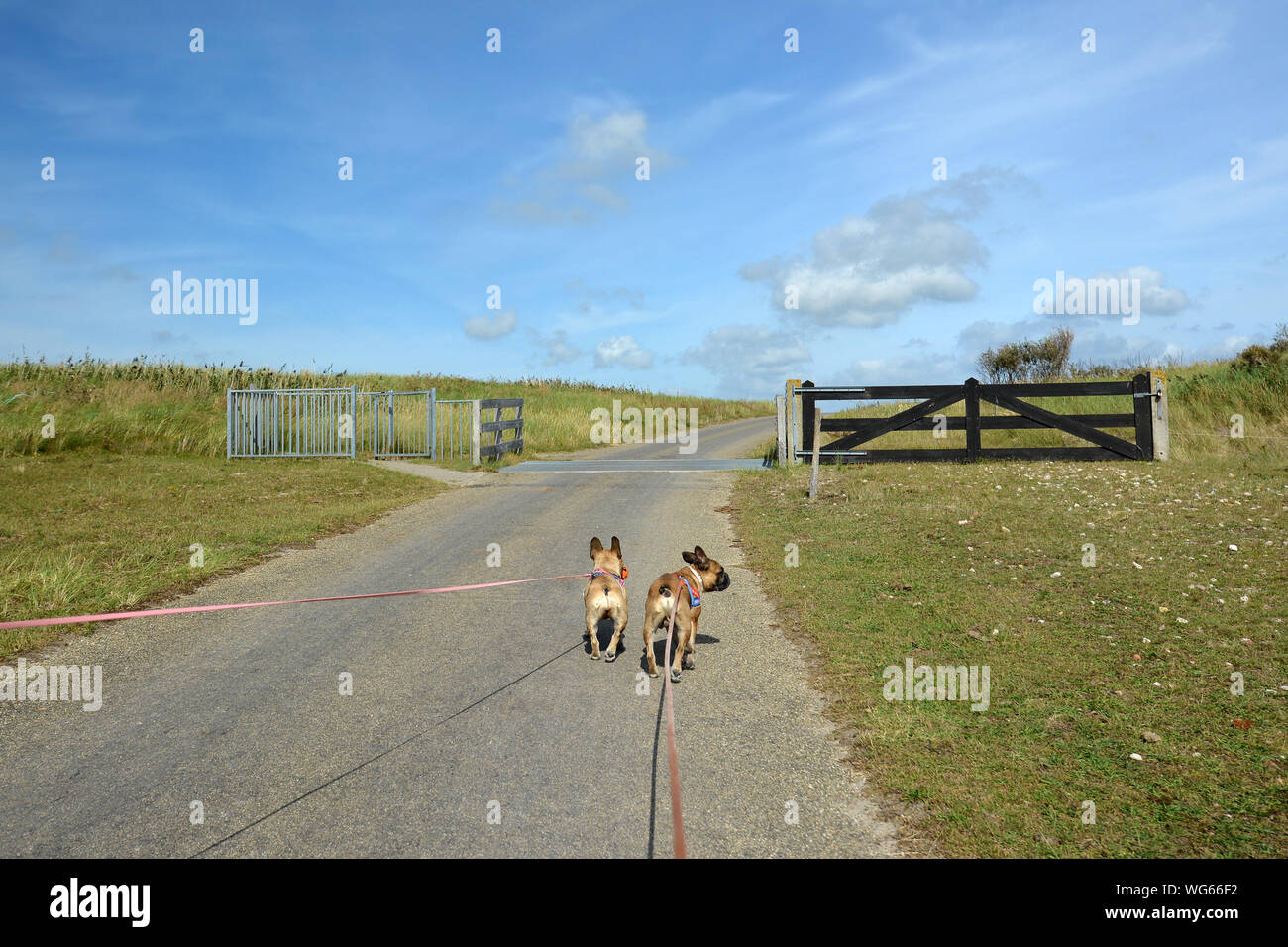 Back view of two French Buldog dogs on long leashes walking through national park 'De Muy' in the Netherlands on island Texel Stock Photo