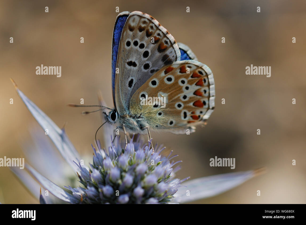 A Common Blue Butterfly, Polyommatus icarus, feeds on flowers of Eryngium sp. Stock Photo