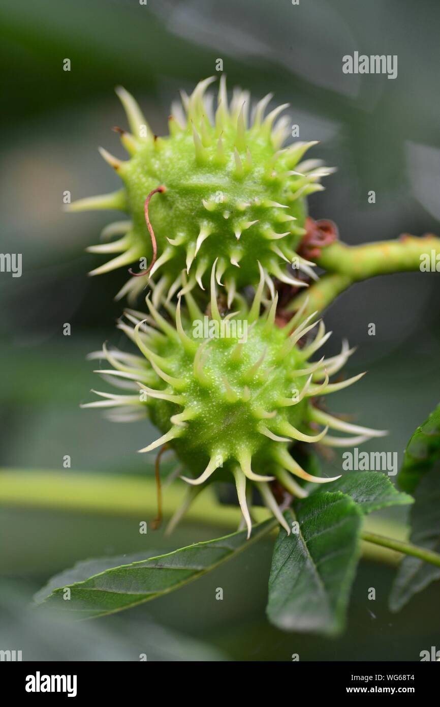 Close-up Of Unripe Fruit Stock Photo
