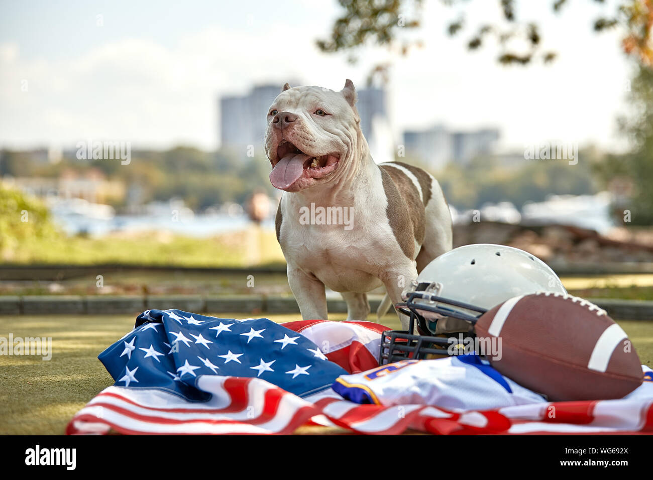 Premium Photo  American football player with a dog posing on