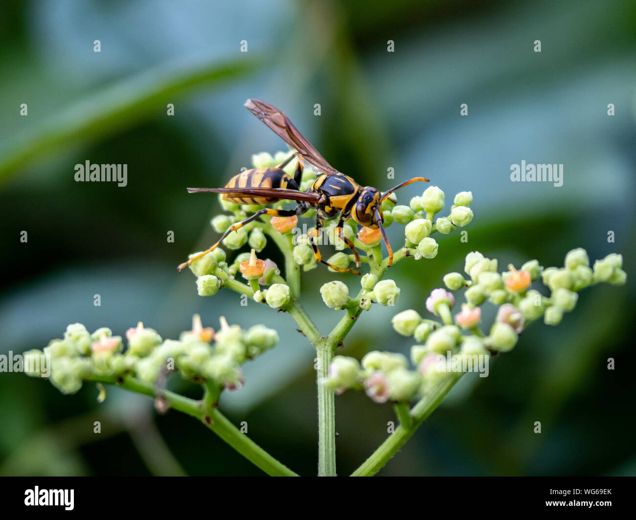 A Rothney's paper wasp, polistes rothneyi, on a cluster of small bushkiller flowers in a park in Yokohama, Japan Stock Photo
