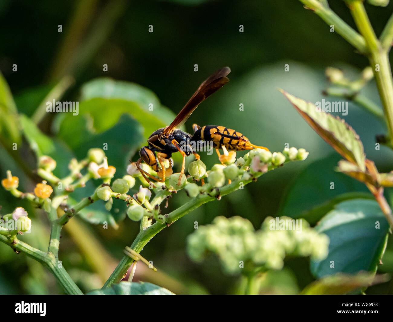 A Rothney's paper wasp, polistes rothneyi, on a cluster of small bushkiller flowers in a park in Yokohama, Japan Stock Photo