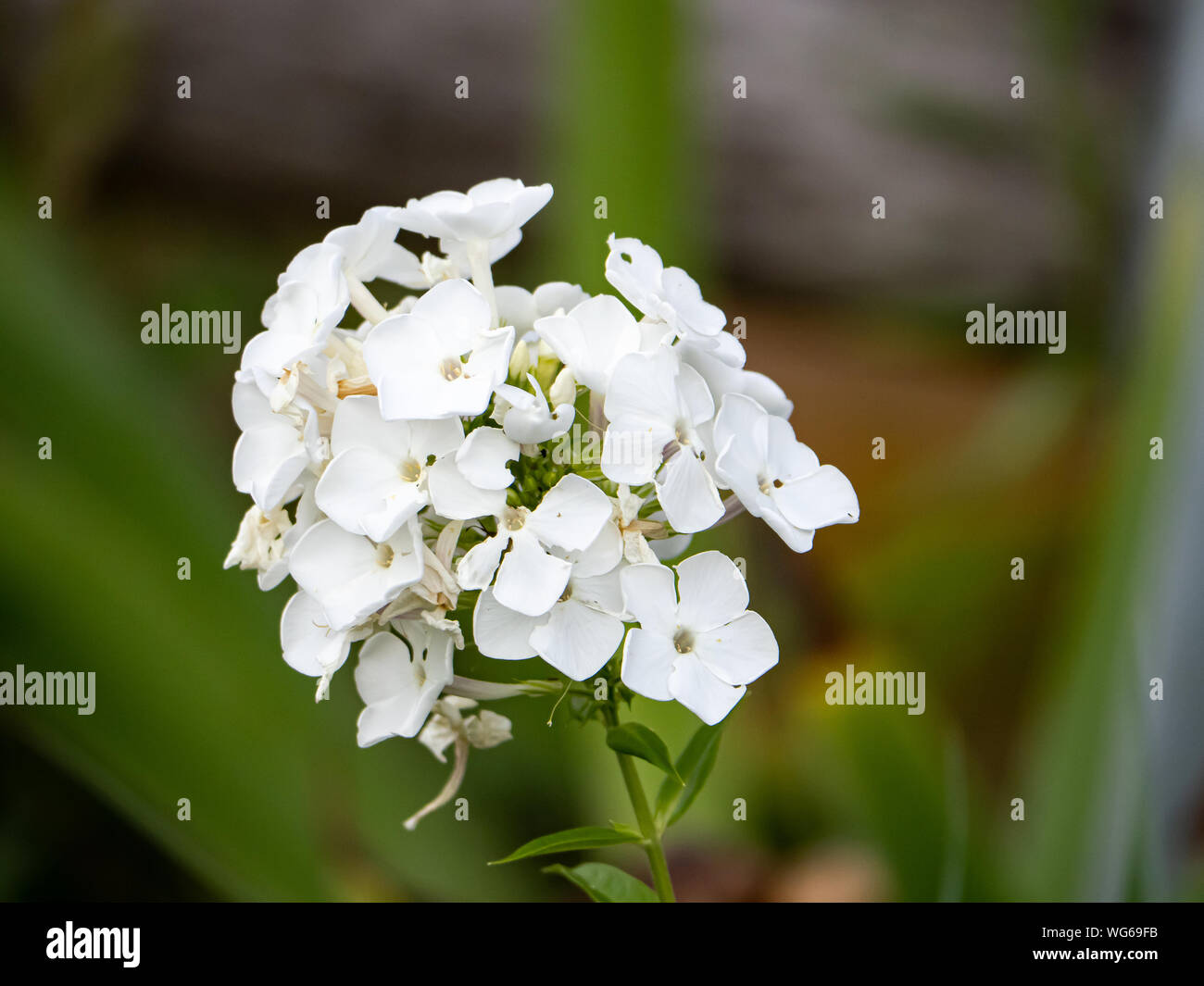 A cluster of fall phlox flowers, Phlox paniculata, blooming in a planter box in a park in Yokohama, Japan Stock Photo