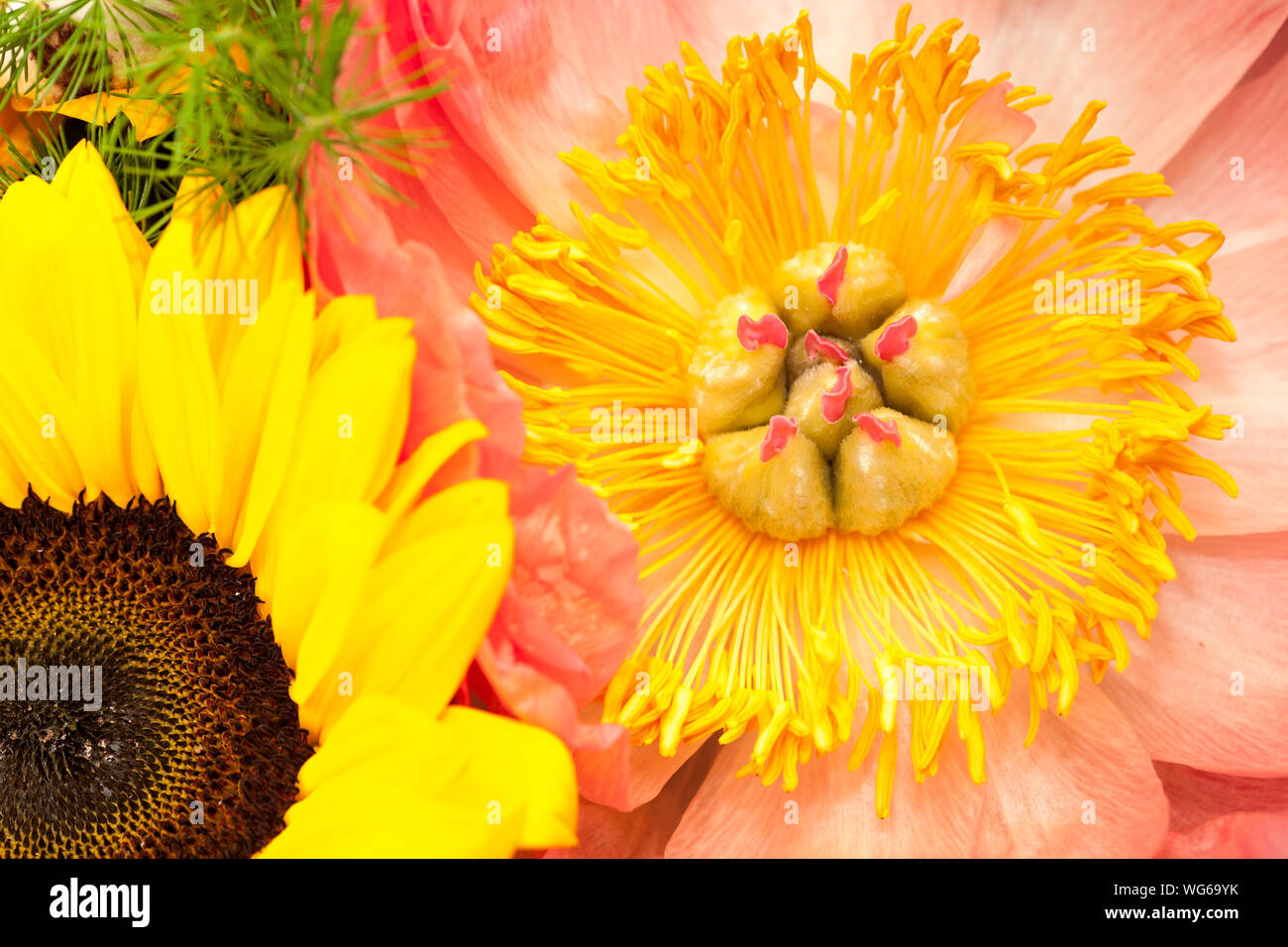 Closeup of a pink open peony in the bouquet with a sunflower. Stock Photo