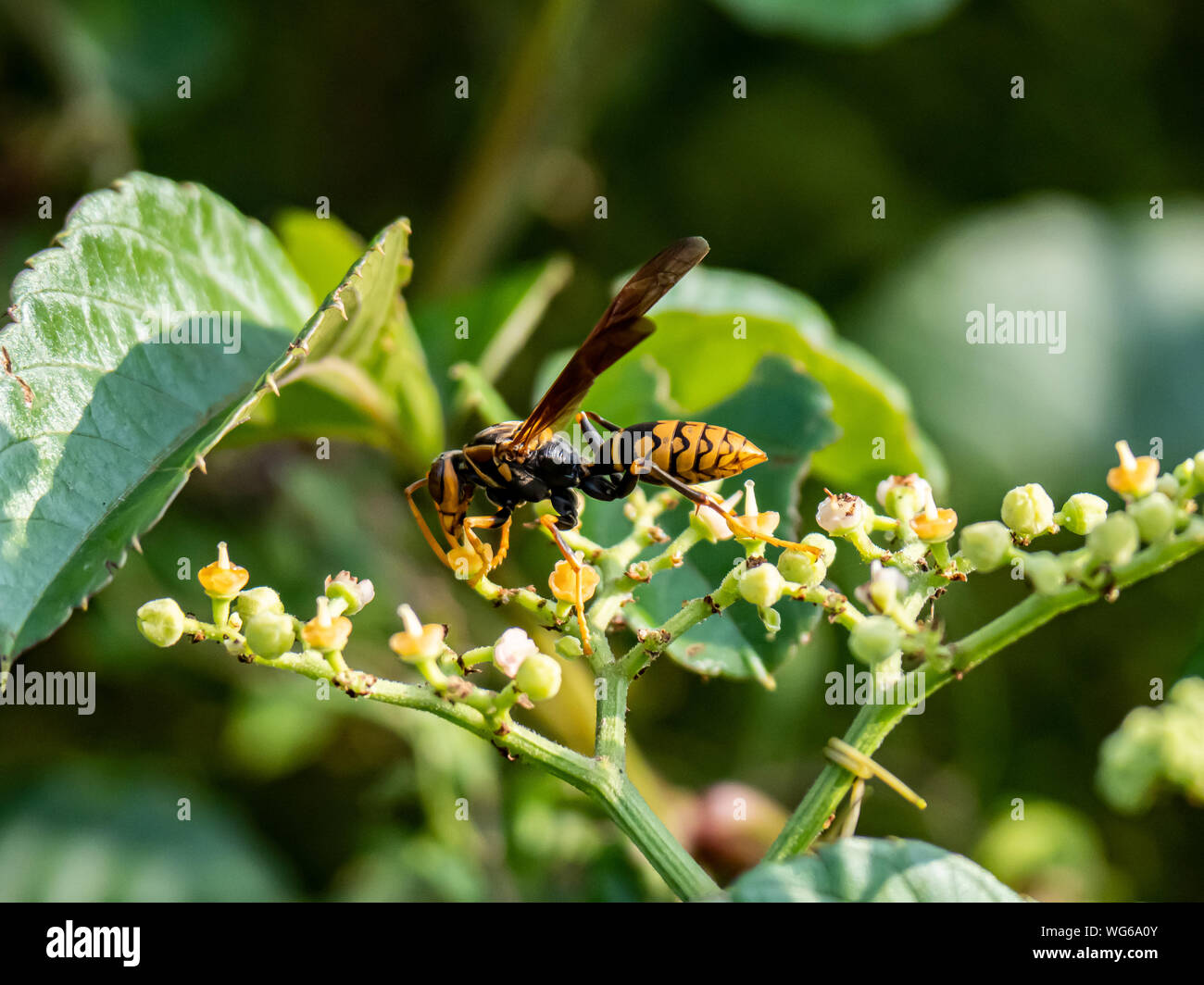 A Rothney's paper wasp, polistes rothneyi, on a cluster of small bushkiller flowers in a park in Yokohama, Japan Stock Photo