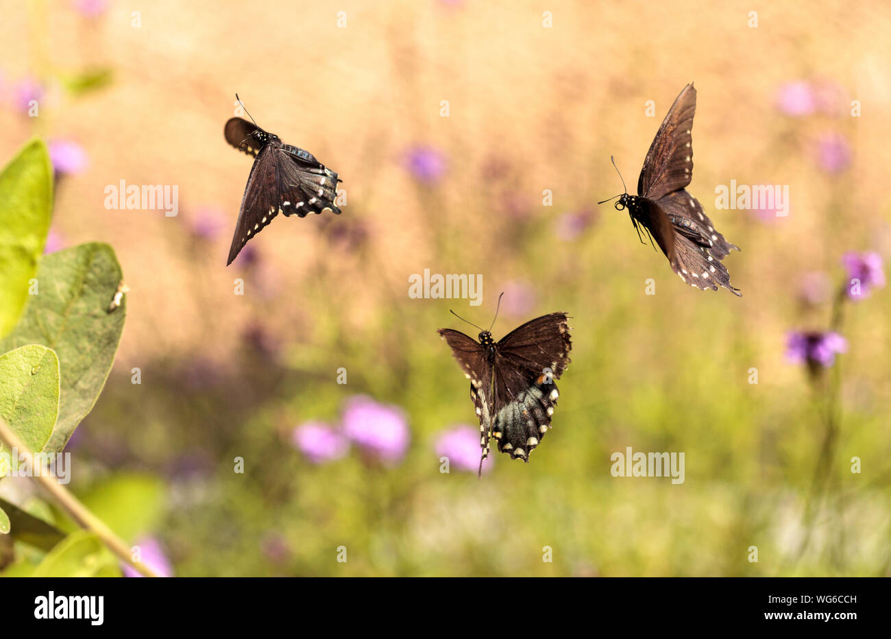Butterfly flying hires stock photography and images Alamy