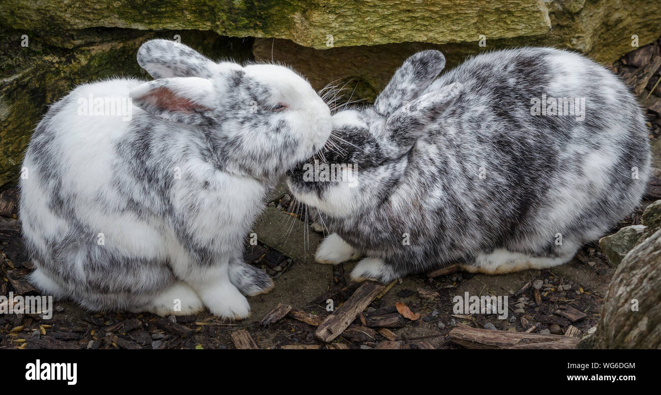 Field rabbits hi-res stock photography and images - Alamy