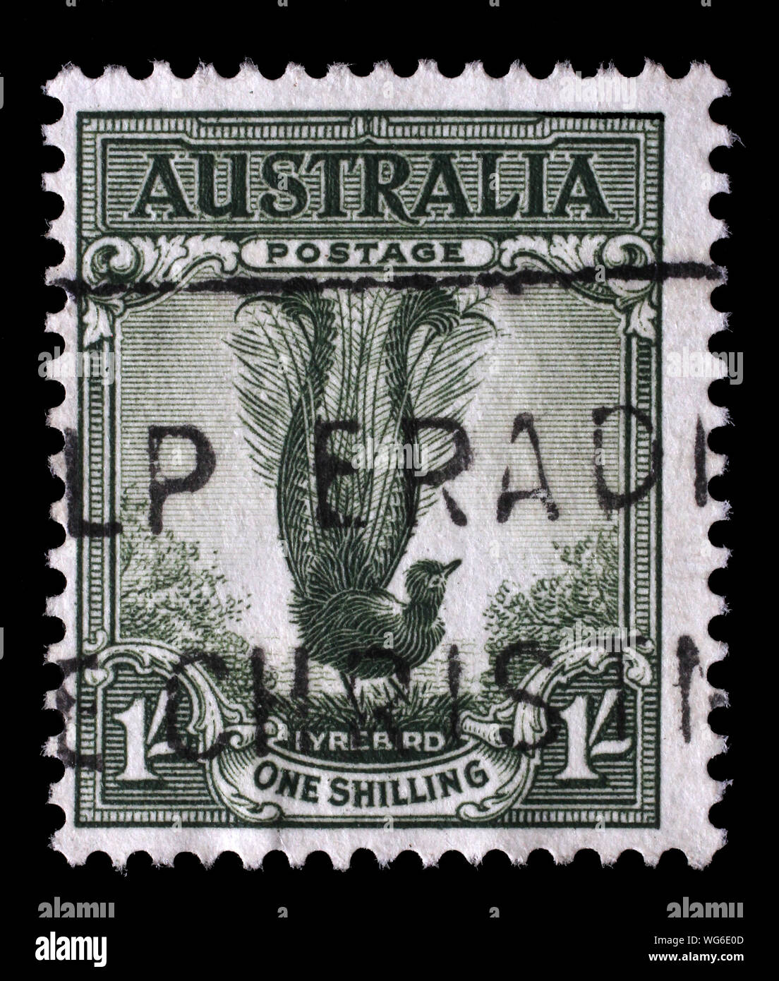 Stamp printed in Australia shows Male Superb Lyrebird, Menura Novaehollandiae, Songbird, circa 1956. Stock Photo