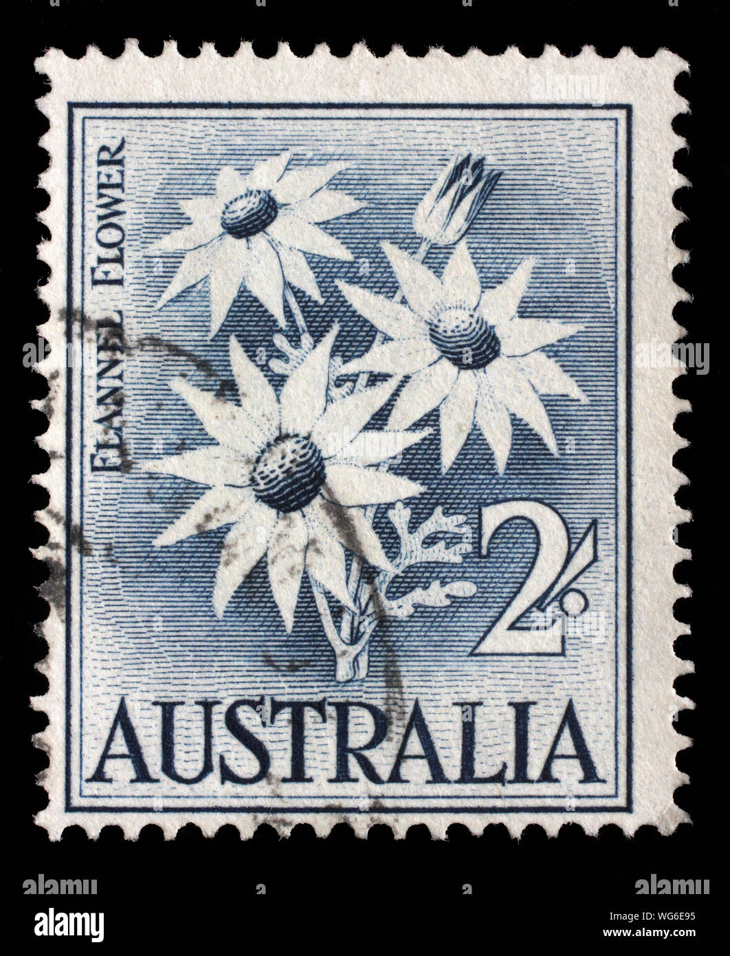 Stamp printed in Australia shows the Flannel Flower, series, circa 1959. Stock Photo
