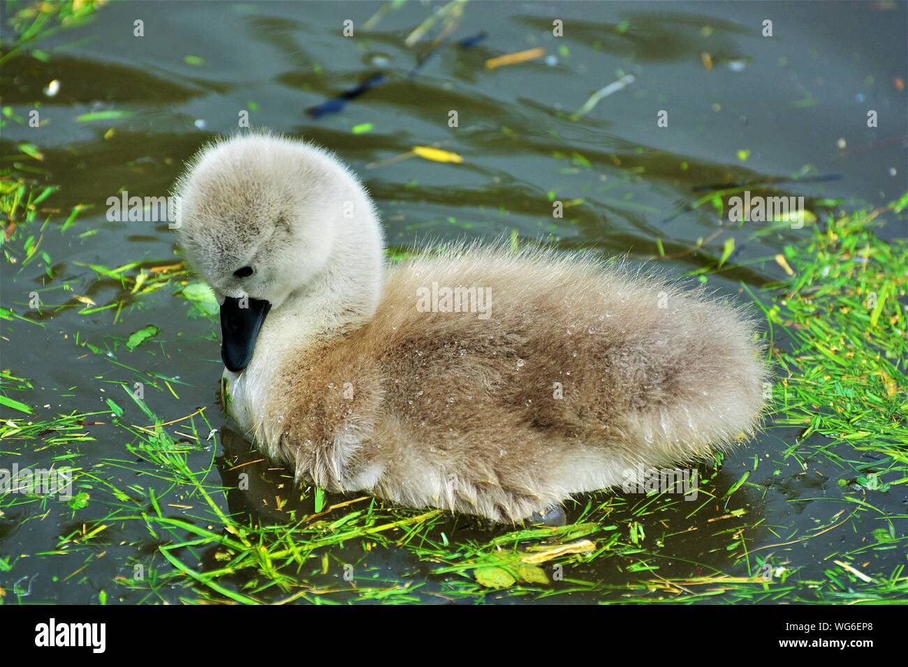 A cute Cygnet on the water looking coy. Stock Photo