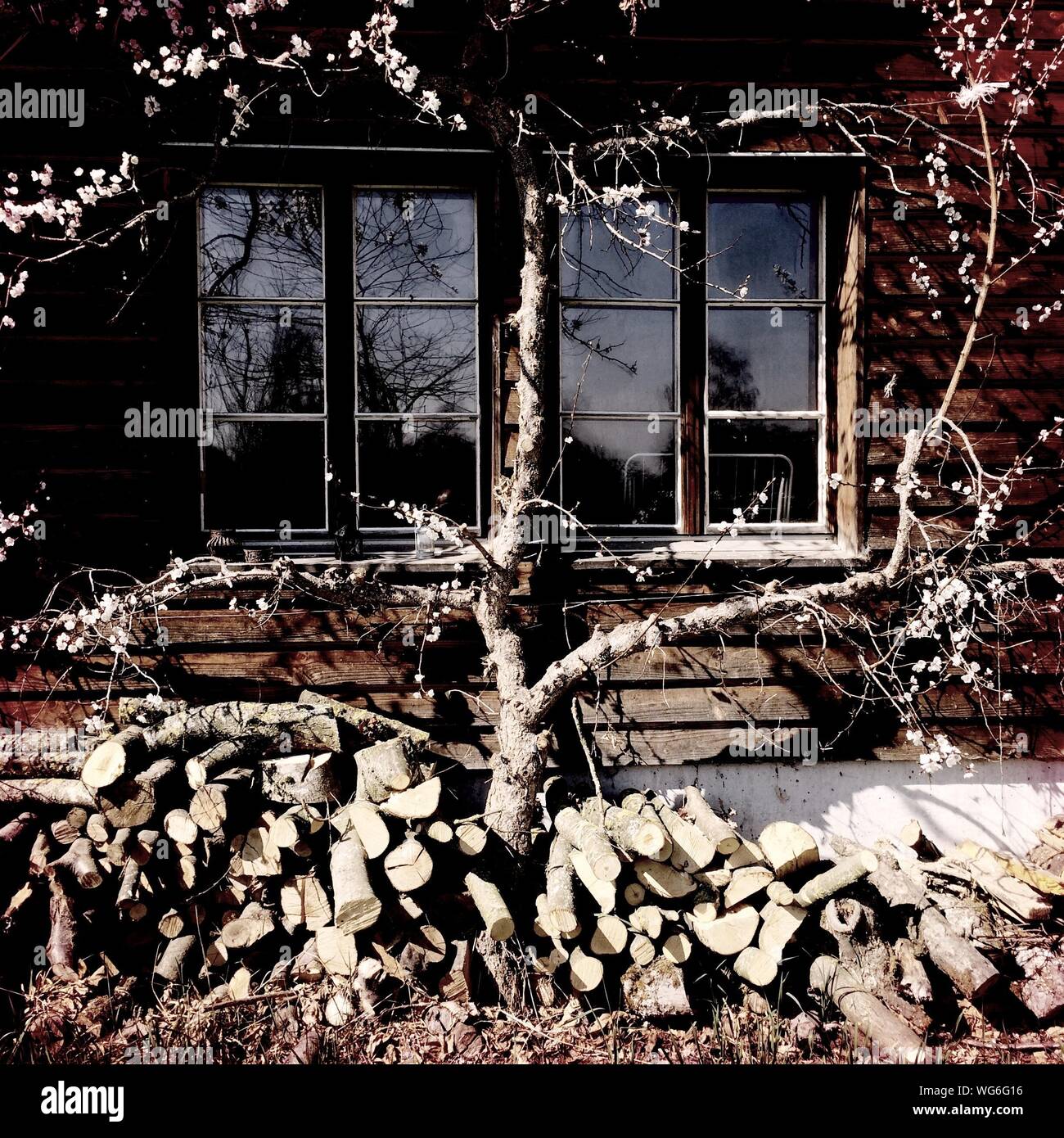 Front wood tree hi-res stock photography and images - Alamy