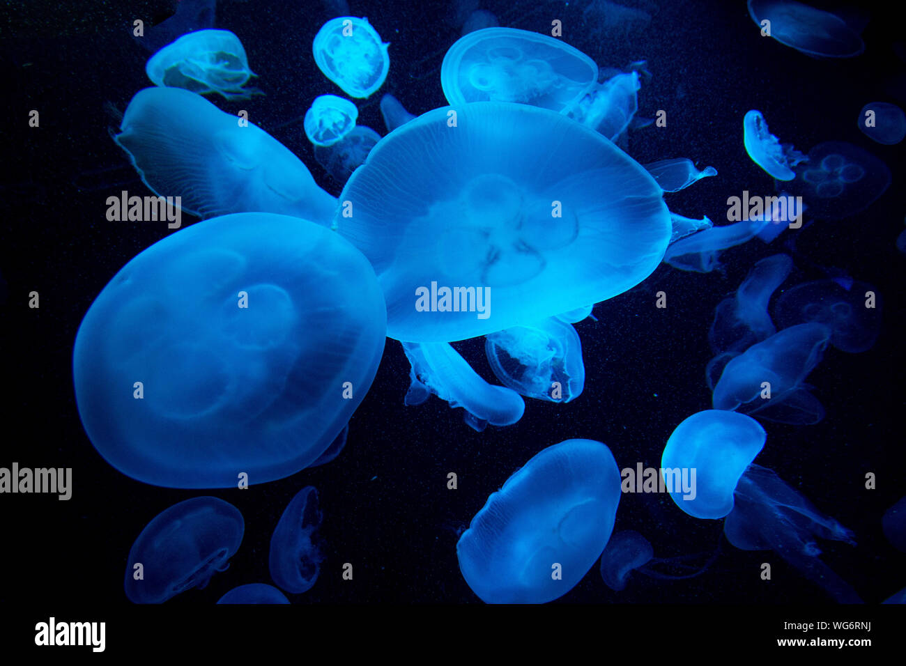 Close-up Of Moon Jellyfish Swimming In Aquarium Stock Photo