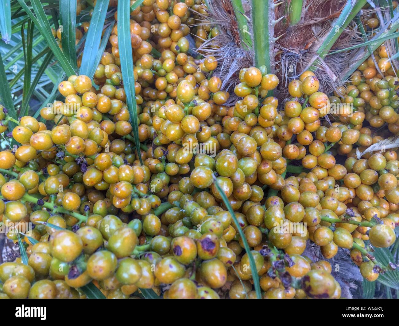 High Angle View Of Palmetto Tree Growing On Field Stock Photo