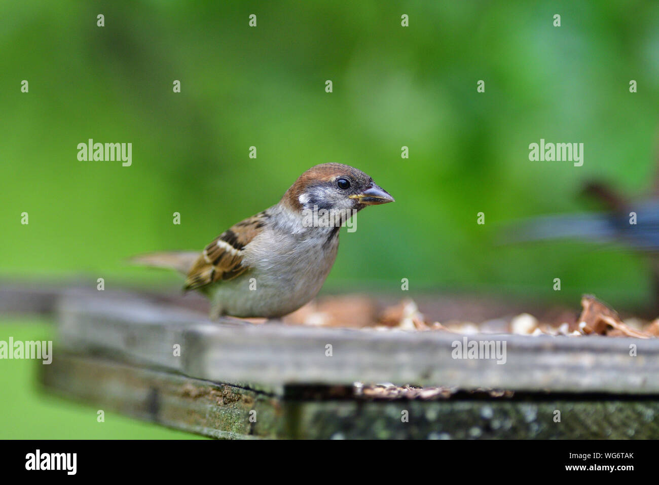Bird Eating Sunflower Seeds High Resolution Stock Photography and Images Alamy