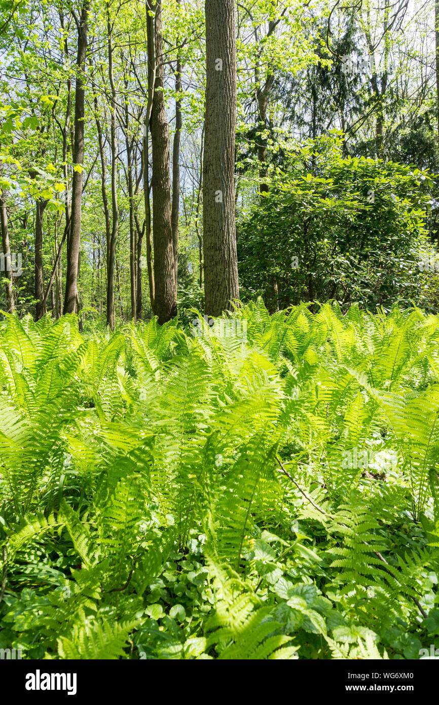 Ferns growing woodland hi-res stock photography and images - Alamy