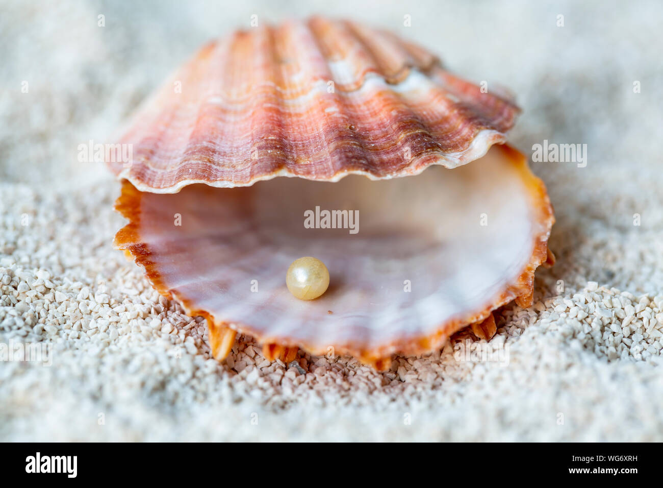 Pearl Oyster Shell
