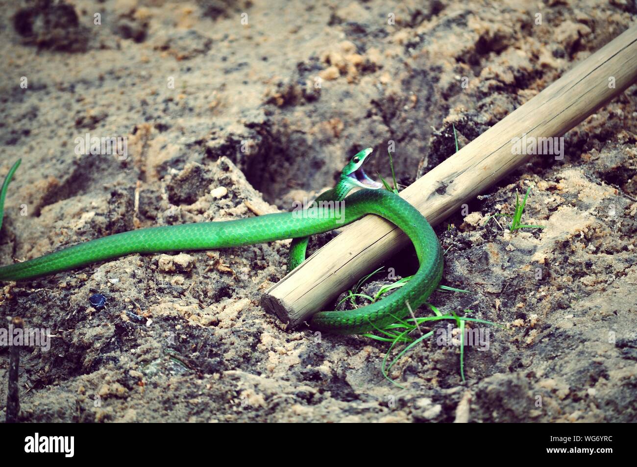Bamboo Snake High Resolution Stock Photography and Images Alamy