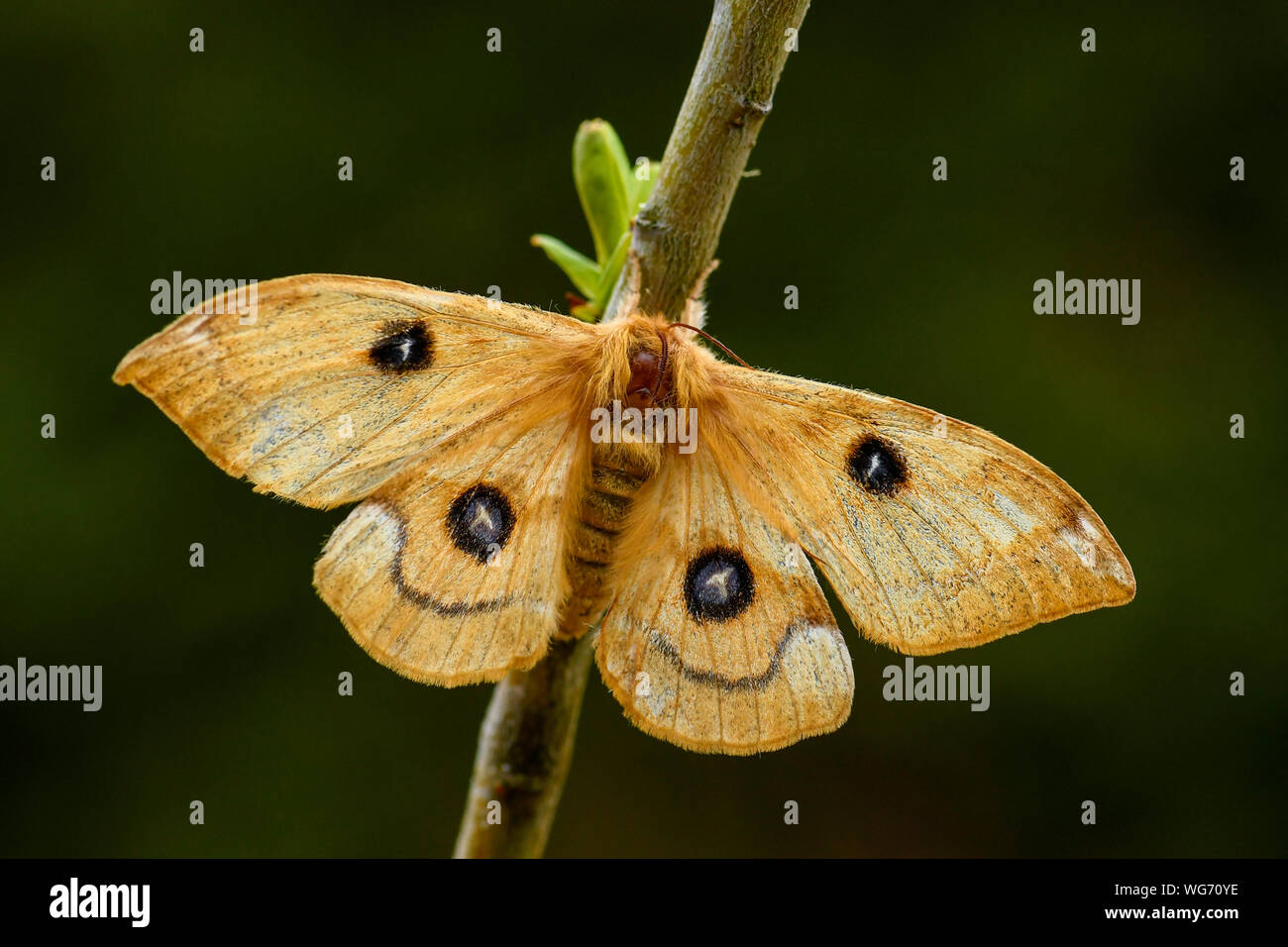 Tau Emperor - Aglia tau, beautiful moth from European forests and woodlands with tau letter on the wings, Czech Republic. Stock Photo