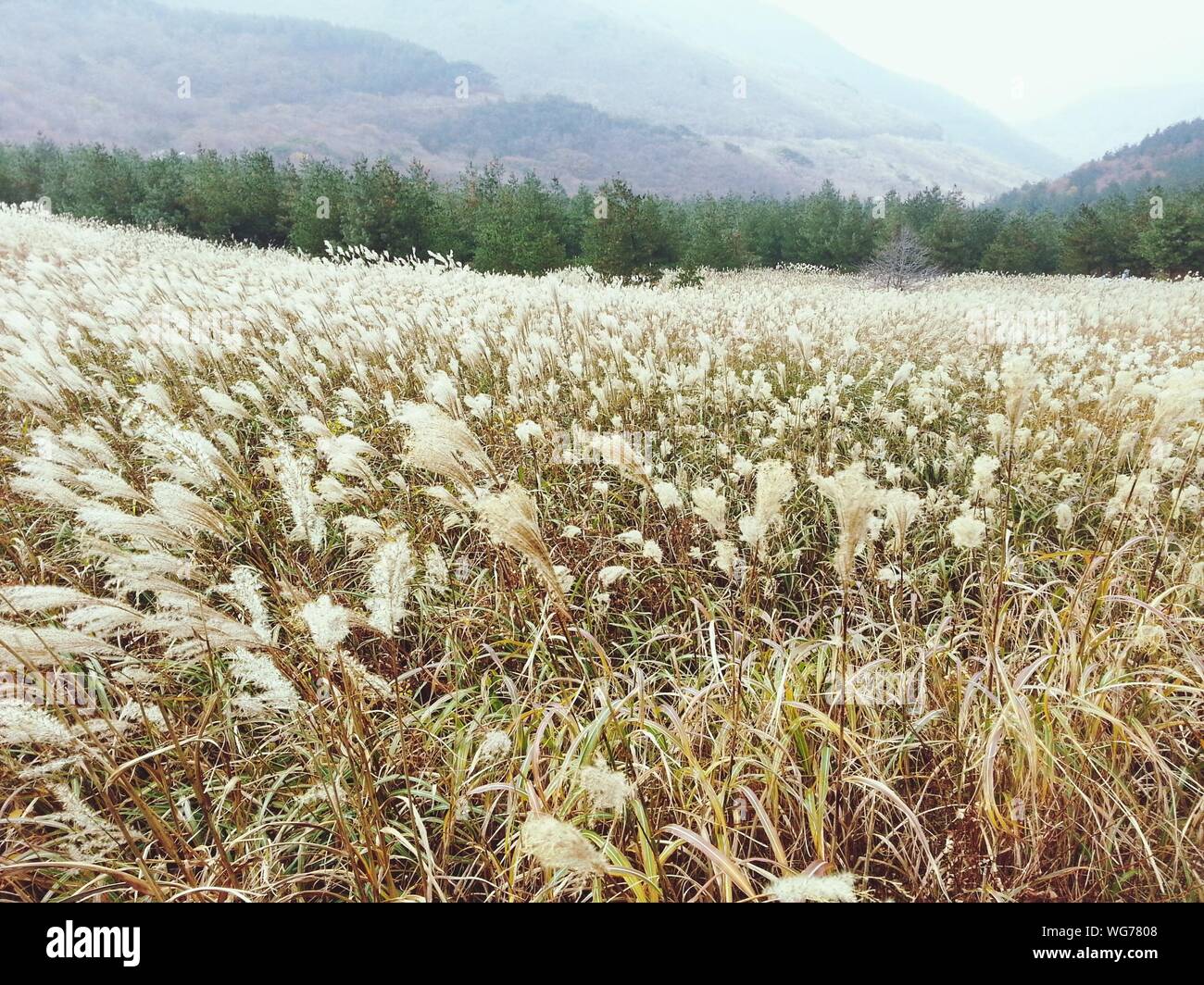 Japanese Silver Grass Growing On Field Stock Photo Alamy