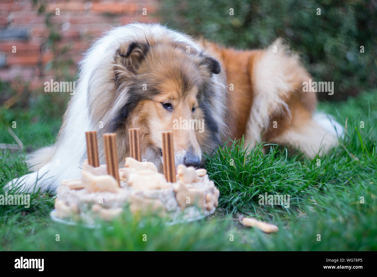 Adorable gold rough collie eating her birthday cake, 4 years old Stock Photo