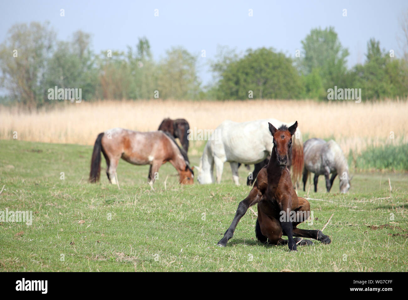 Young foal and horses on the meadow Stock Photo