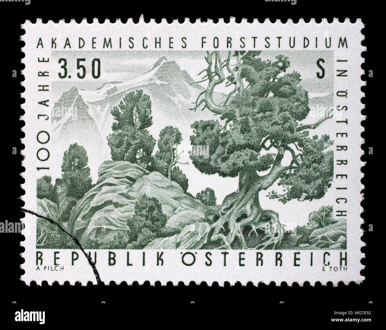 Stamp issued in the Austria shows the Swiss Pine (Pinus cembra) in the upper treeline of a forest, the 100th Anniversary of Academic Forestry Studies Stock Photo